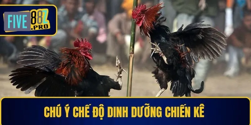 Chú ý chế độ dinh dưỡng chiến kê Chú ý chế độ dinh dưỡng chiến kê