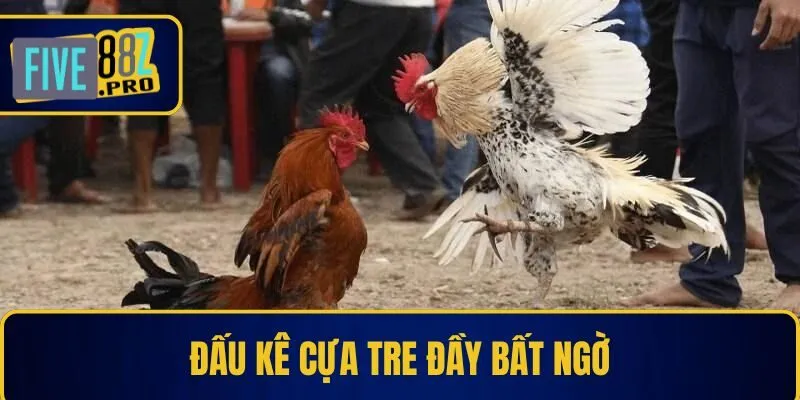 Đấu kê cựa tre đầy bất ngờ Đấu kê cựa tre đầy bất ngờ