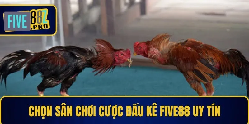 Chọn sân chơi cược đấu kê Five88 uy tín Chọn sân chơi cược đấu kê Five88 uy tín